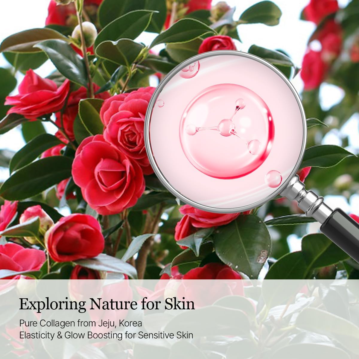 Round Lab Camellia Deep Collagen PDRN Milky Toner 150ml | Lakinza K-beauty Canada